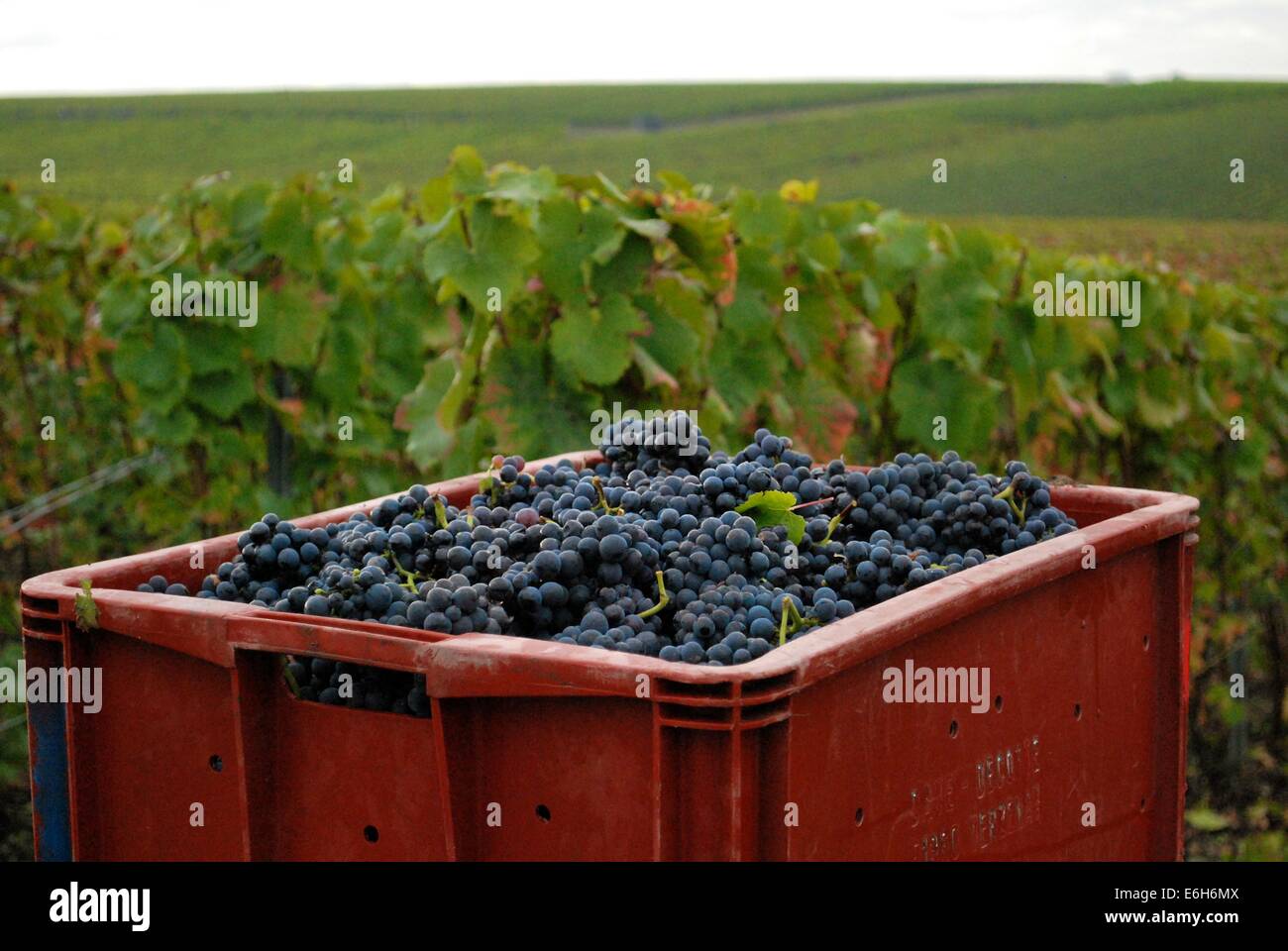 Champagne Grapes High Resolution Stock Photography and Images Alamy