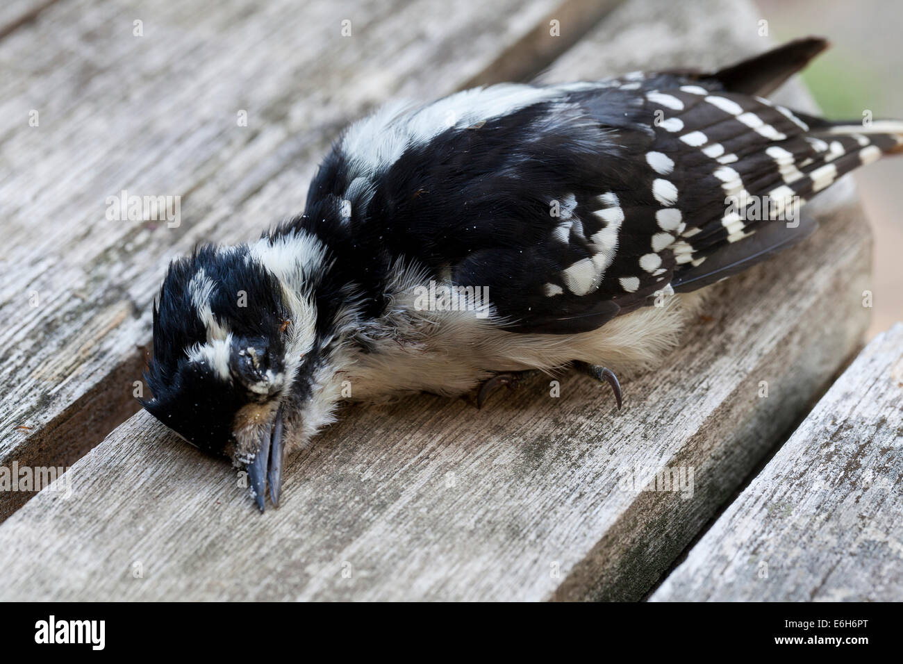 Dead female downy woodpecker (Picoides pubescens) - Virginia USA Stock Photo