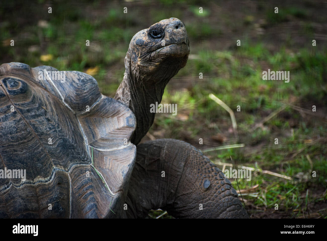 Pittsburgh zoo hi-res stock photography and images - Alamy
