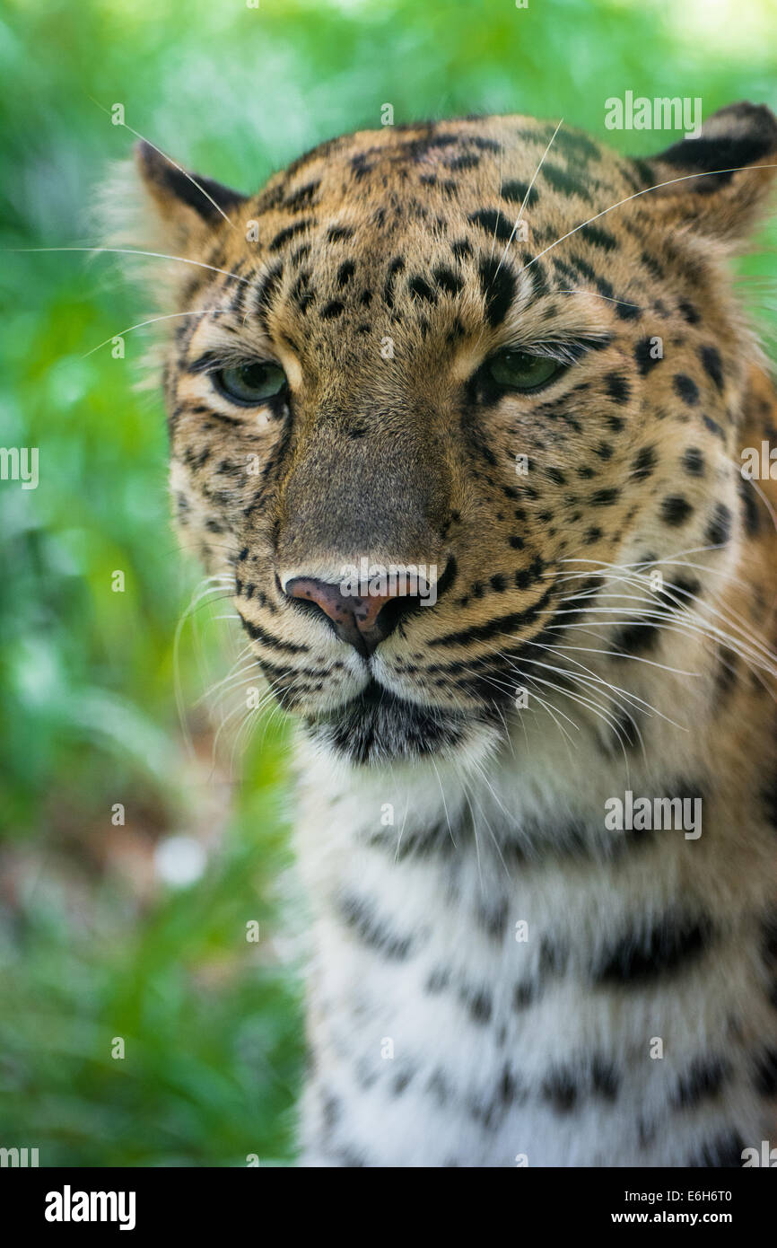 A close up portrait of an Amur leopard, an endangered animal, at the Pittsburgh Zoo, Pittsburgh, Pennsylvania. Stock Photo