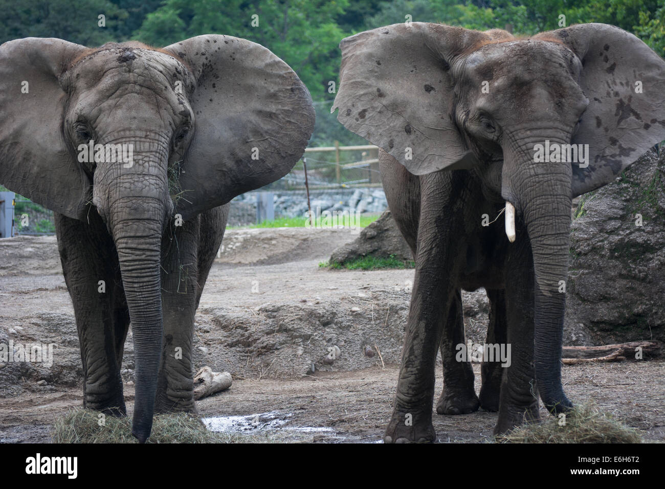 African elephants at the Pittsburgh Zoo, Pittsburgh, PA Stock Photo Alamy