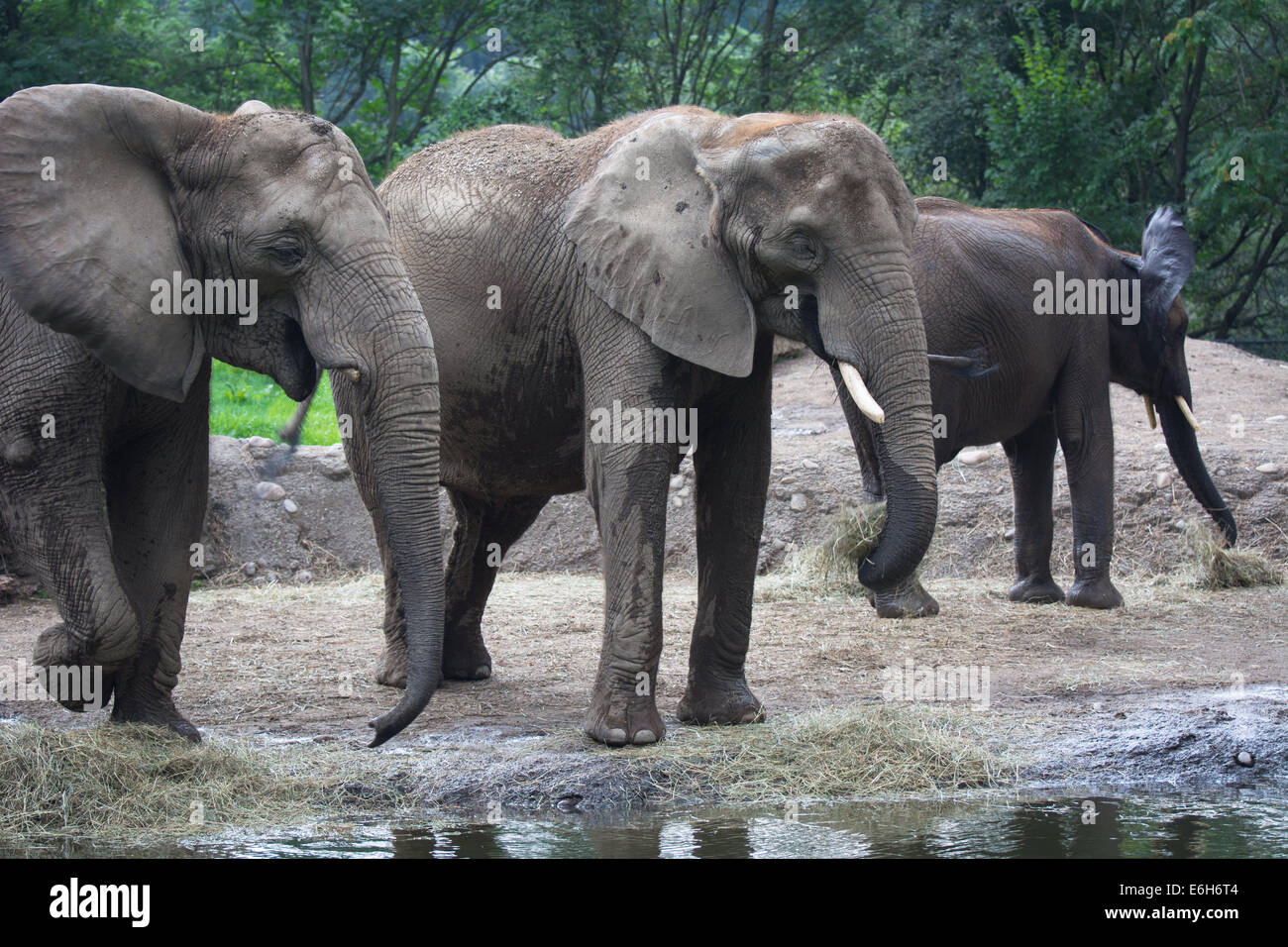 African elephants at the Pittsburgh Zoo, Pittsburgh, PA Stock Photo - Alamy