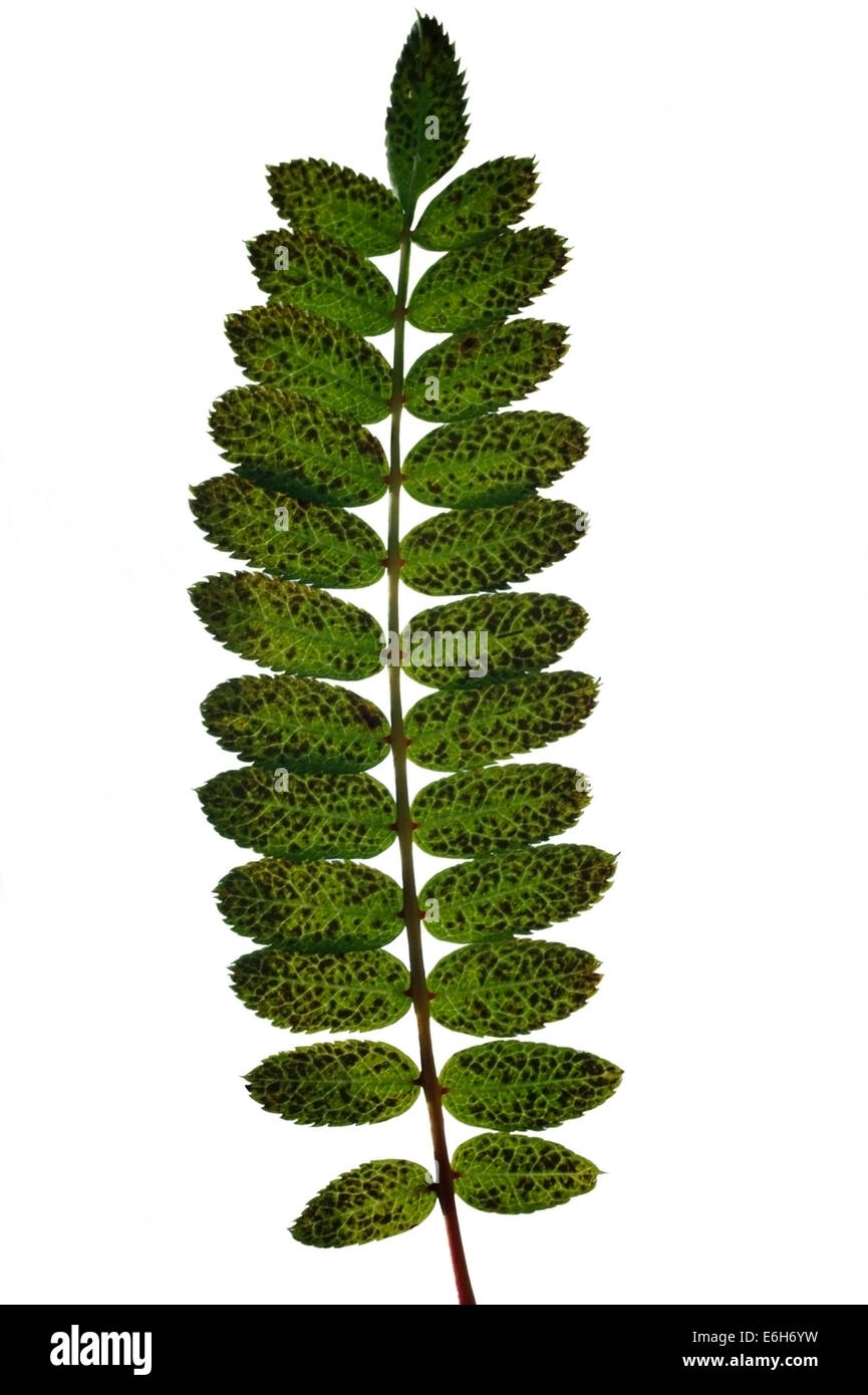 Pinnate leaf Stock Photo