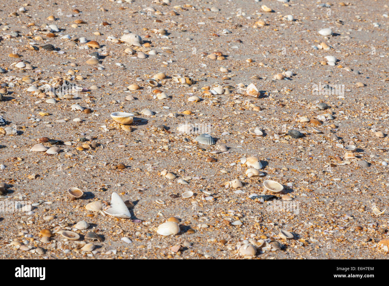 Shells in the sand on the beach in St. Augustine, Florida Stock Photo