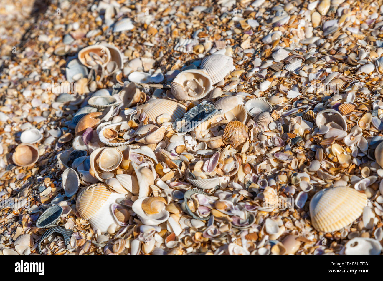 Shells in the sand on the beach in St. Augustine, Florida Stock Photo