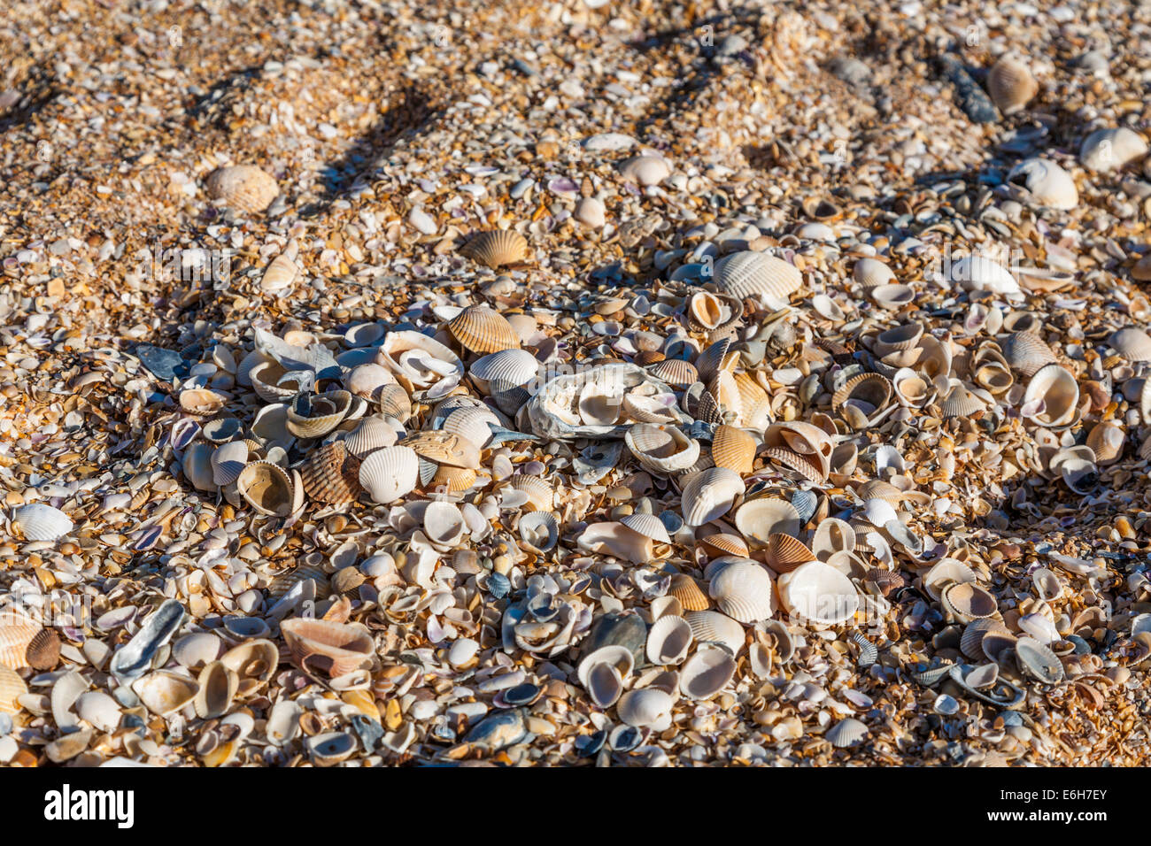 Shells in the sand on the beach in St. Augustine, Florida Stock Photo