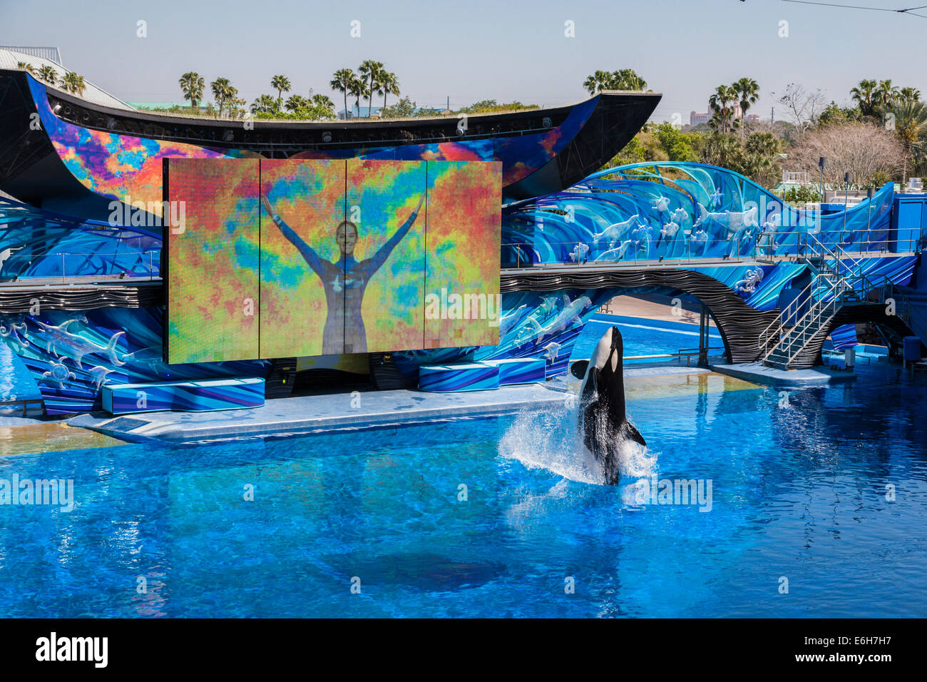 Killer whales (Orcinus orca) performing at show in Shamu Stadium at Sea World in Orlando, Florida Stock Photo