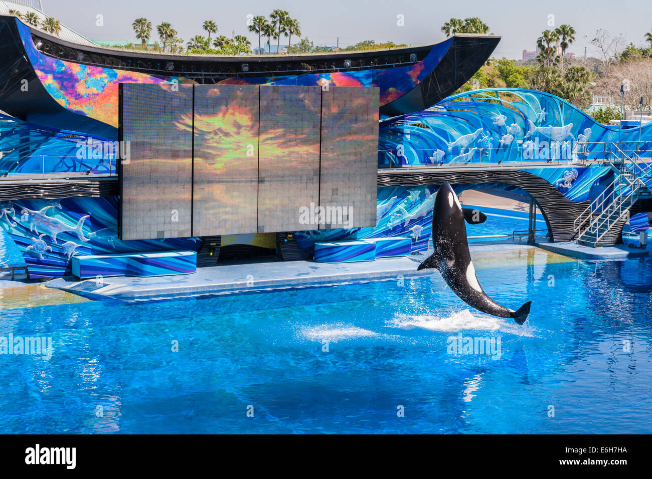Killer whales (Orcinus orca) performing at show in Shamu Stadium at Sea ...