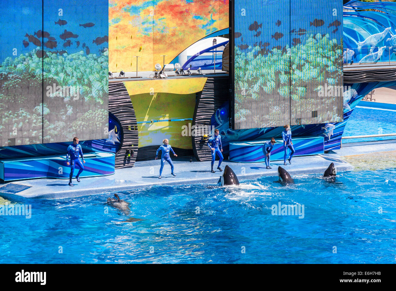 Killer whales (Orcinus orca) performing at show in Shamu Stadium at Sea ...