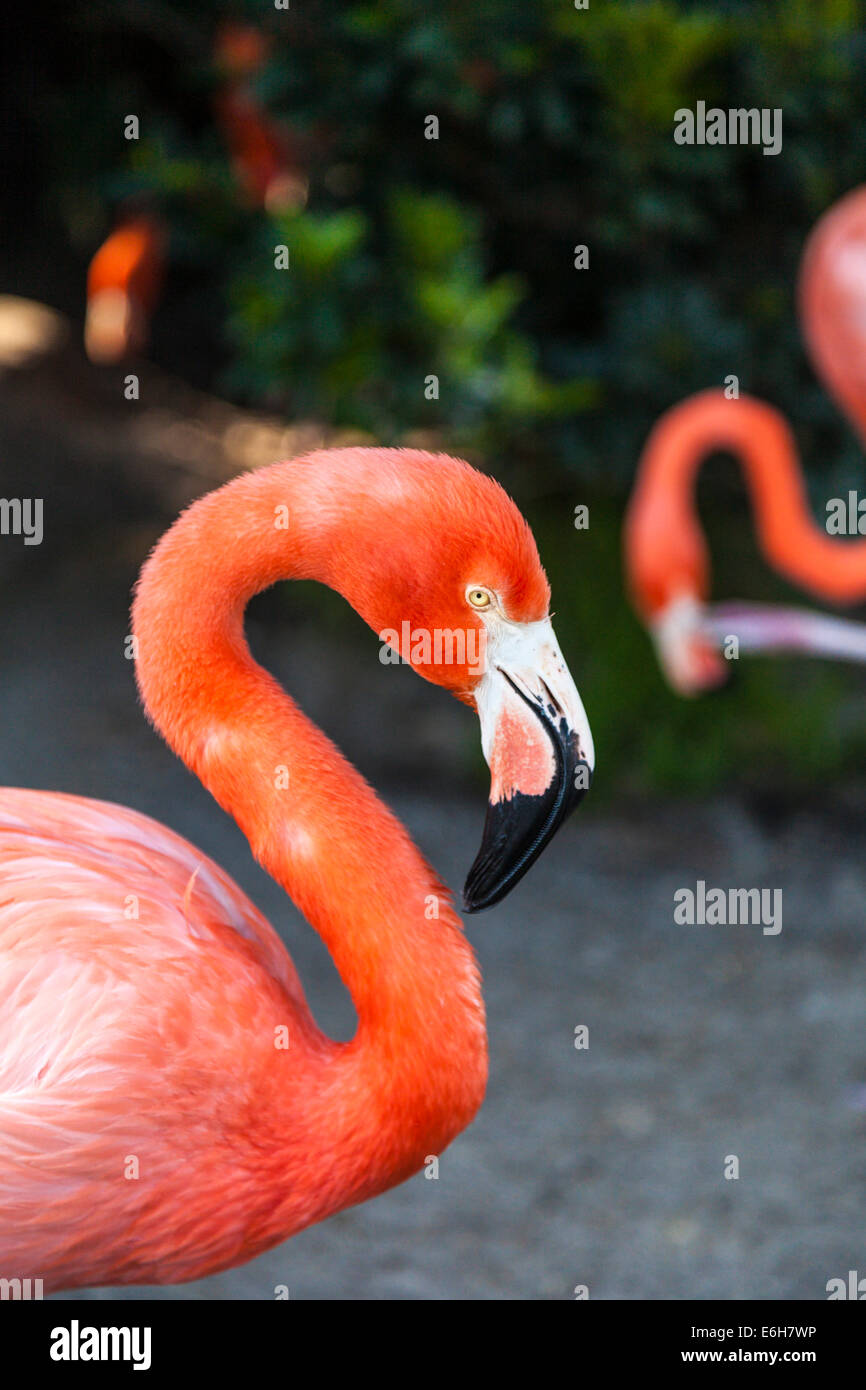 Flamingo in captivity Stock Photo