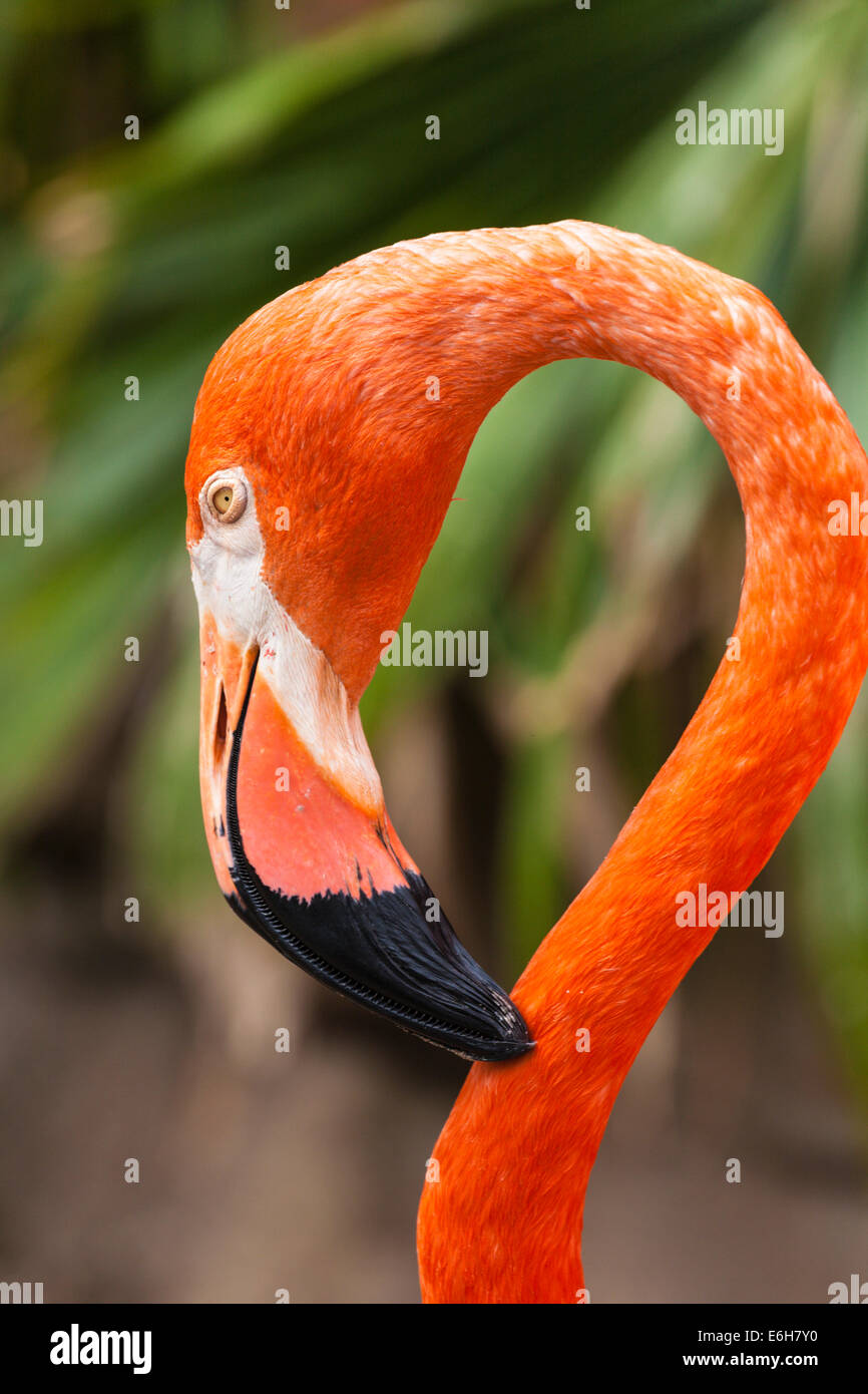 Flamingo in captivity Stock Photo