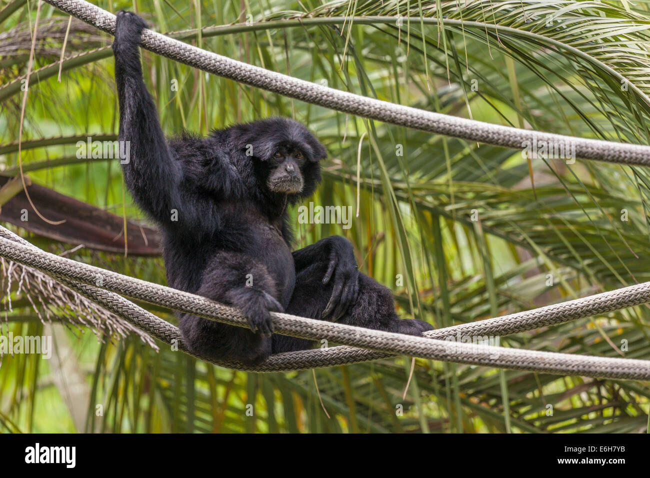 Siamang monkey (Symphalangus syndactylus) playing on ropes at Audubon Zoo in New Orleans, Louisiana Stock Photo