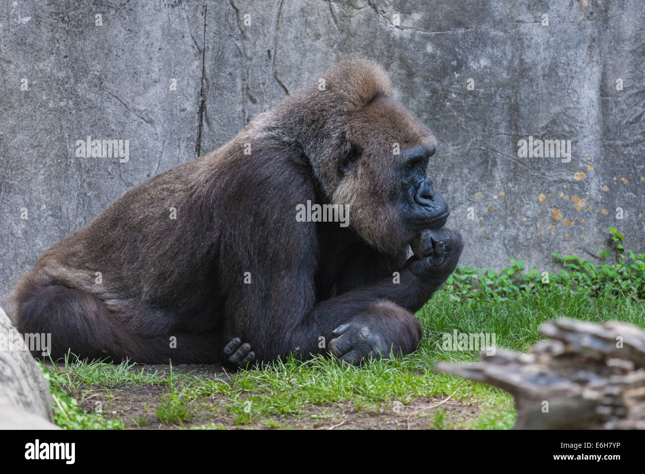 Western Lowland Gorilla resting chin on fisted hand at Audubon Zoo in New Orleans, Louisiana Stock Photo