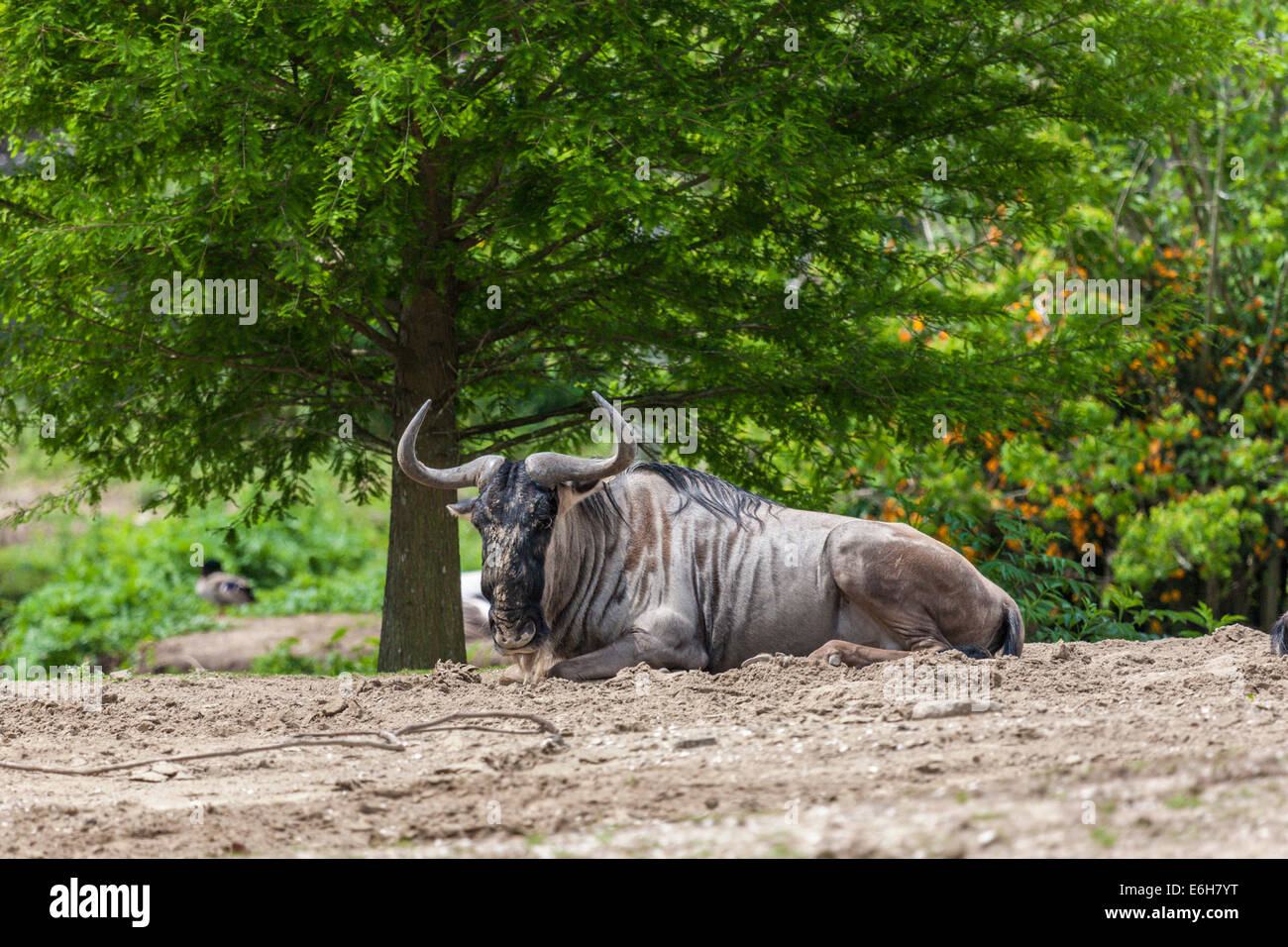 Wildebeest (Connochaetes taurinus) in captivity at the Audubon Zoo in New Orleans, Louisiana Stock Photo