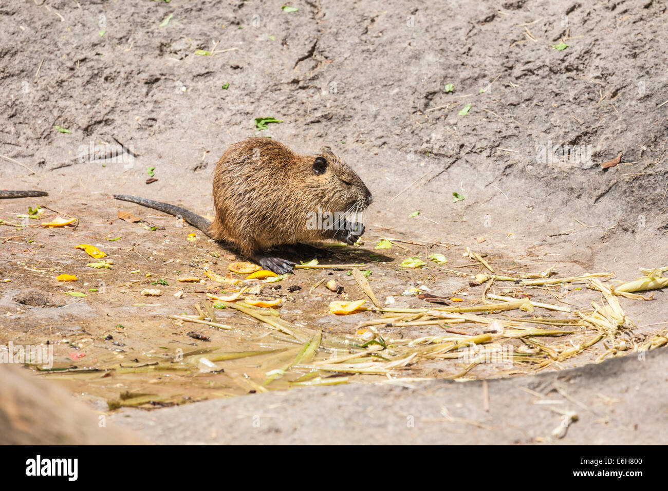 Coypu, also known as Nutria, in captivity at Audubon Zoo in New Orleans, Louisiana Stock Photo