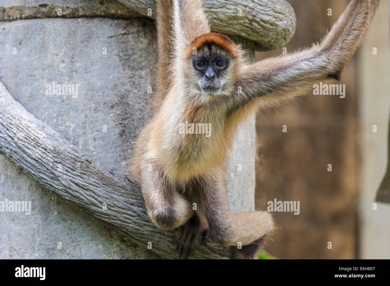 Geoffroy’s spider monkey (Ateles geoffroyi), also called black-handed