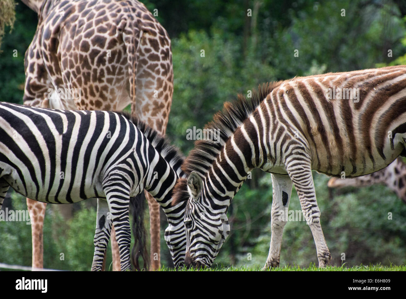 Zebras and Giraffe graze at the Pittsburgh Zoo, Pittsburgh, Pennsylvania Stock Photo