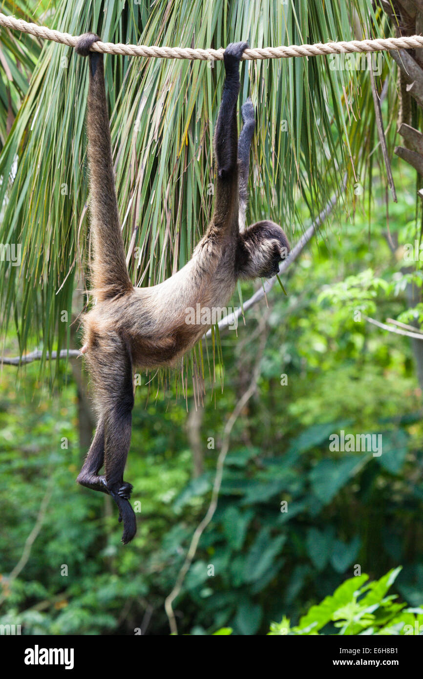 Geoffroy'sÃ¢â€šÂ¬Ã¢â€žÂ¢s spider monkey (Ateles geoffroyi), also called black-handed spider monkey in captivity at Audubon Zoo in New Orleans Stock Photo