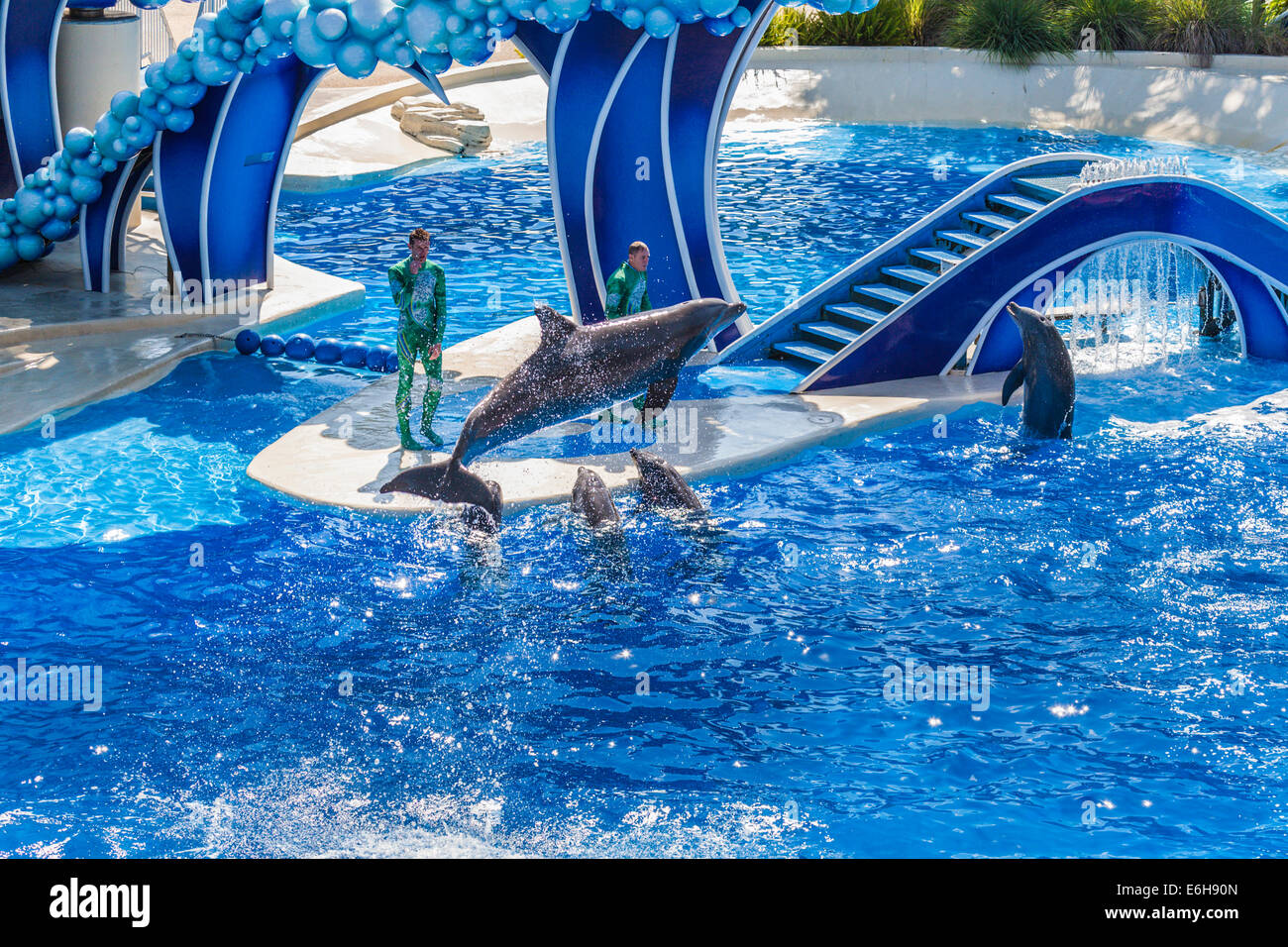 Animal trainers working with dolphins during Blue Horizons show at Sea World in Orlando, Florida, USA Stock Photo