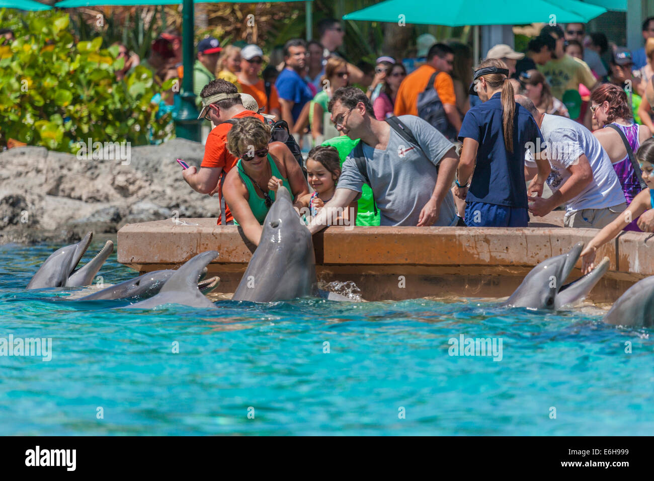 Park guests feeding bottle nose dolphins at Sea World Orlando in Orlando, Florida, USA Stock Photo