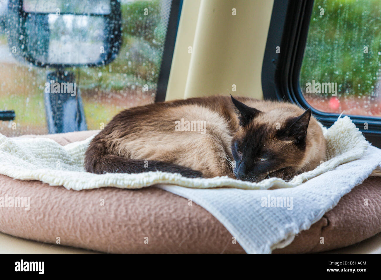 Pet Siamese cat lying on pillow on dash of vehicle Stock Photo