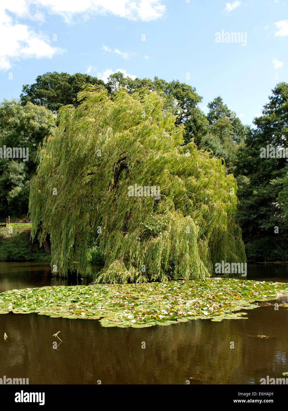 Weeping willow tree in a lake, UK Stock Photo