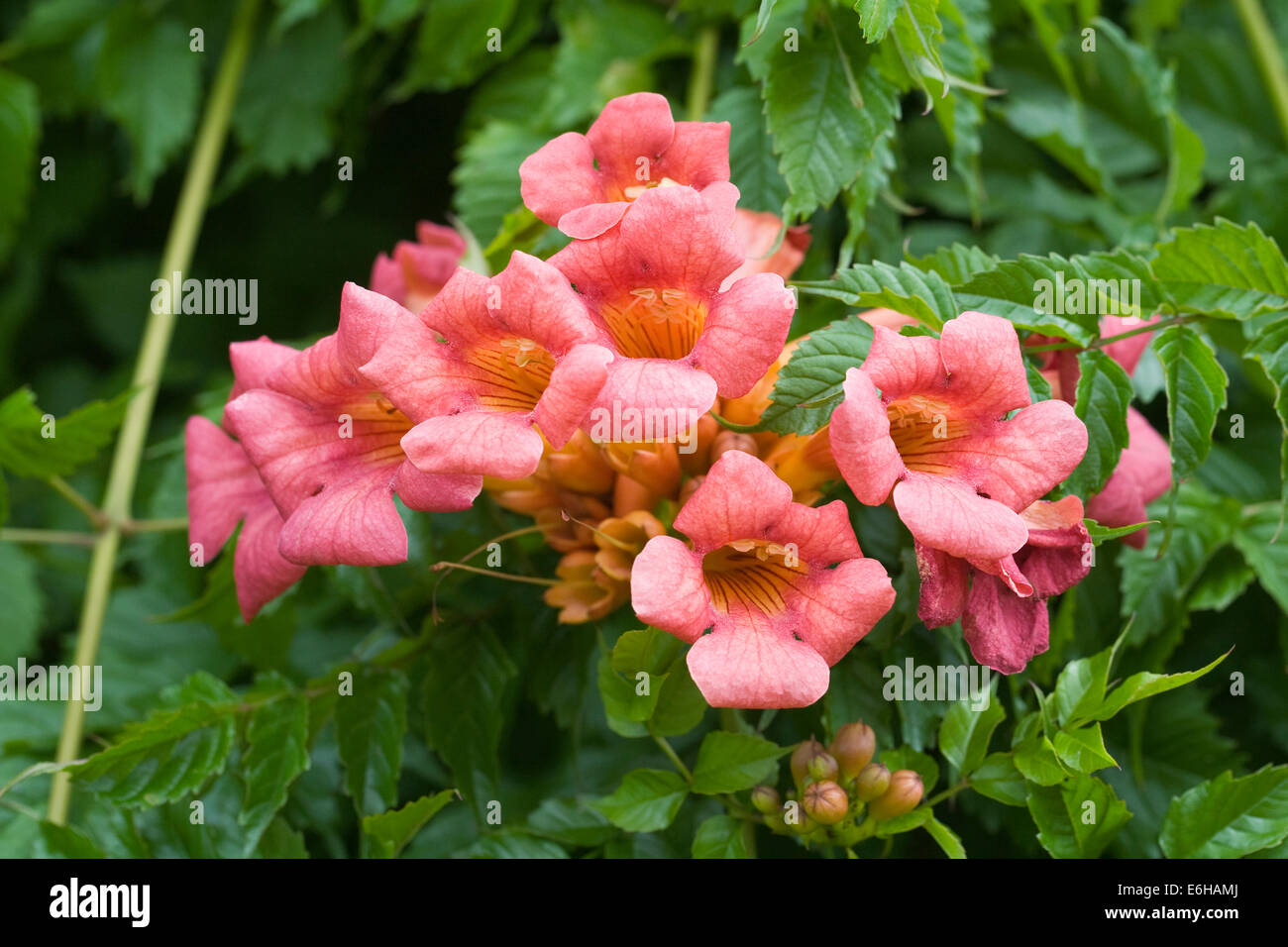 Campsis radicans. Trumpet vine flowers. Stock Photo