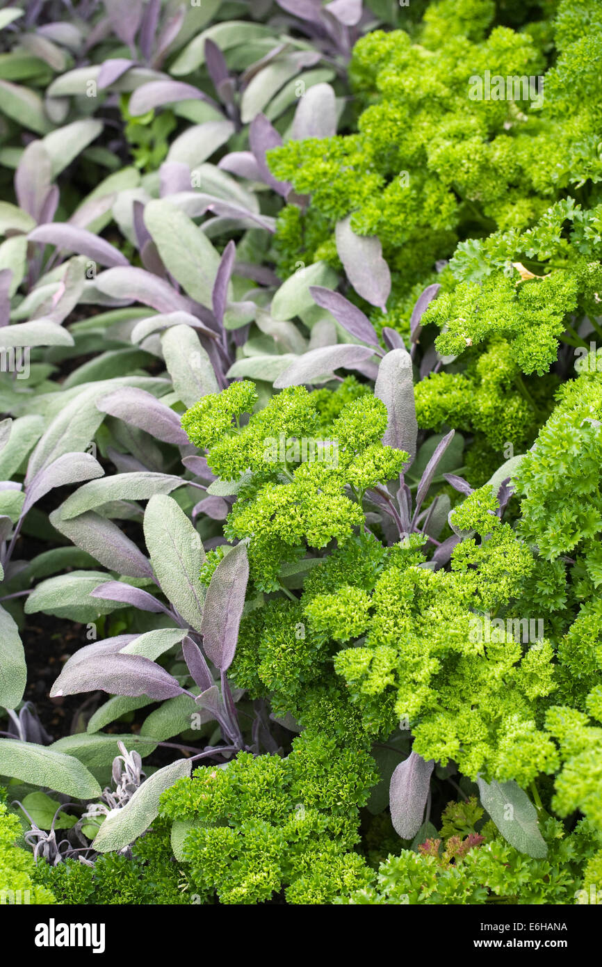 Salvia officinalis and Petroselinum crispum. Parsley and Sage growing