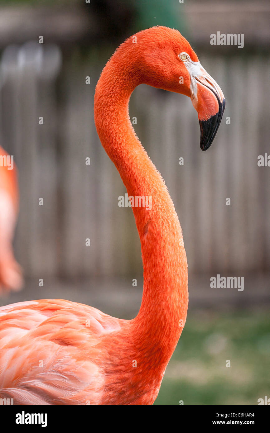 Brightly colored Flamingos at Busch Gardens in Tampa, Florida, USA Stock Photo