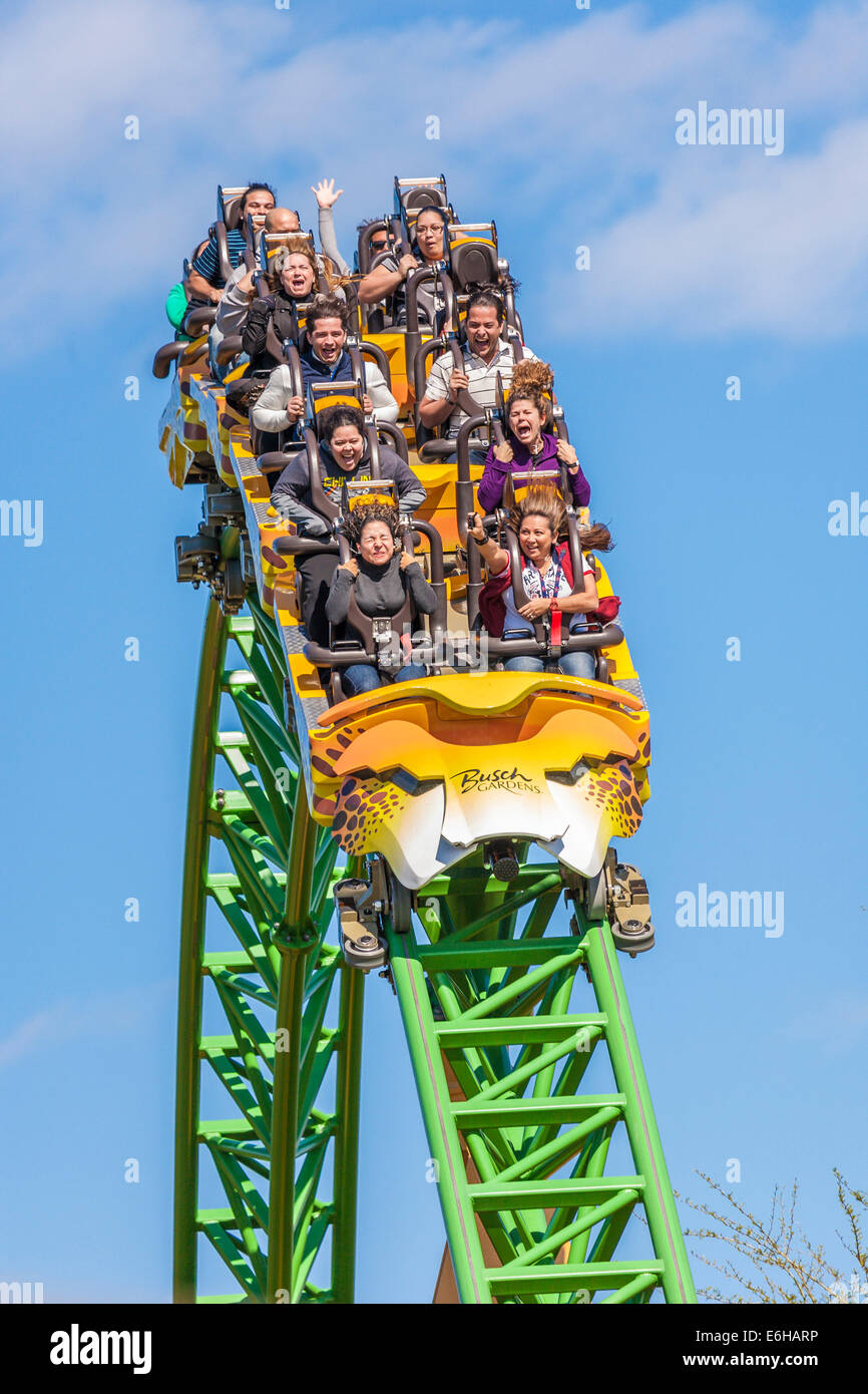 Park Guests Riding Cheetah Hunt Roller Coaster At Busch Gardens
