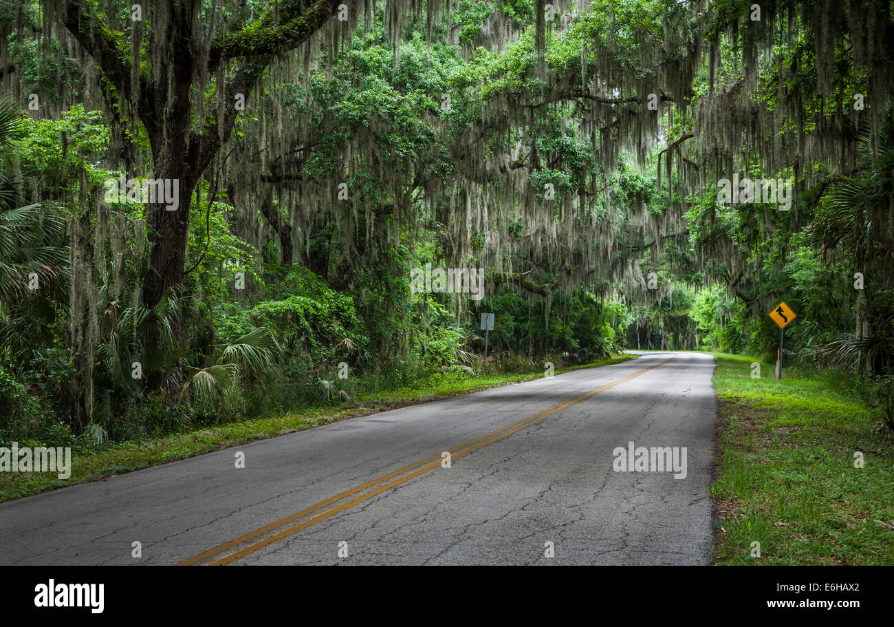 Canopied road near Emeralda Marsh in Central Florida Stock Photo