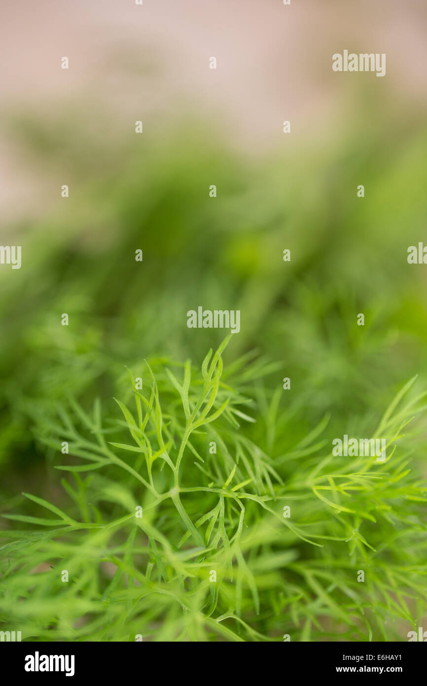 Dill herb closeup Stock Photo Alamy