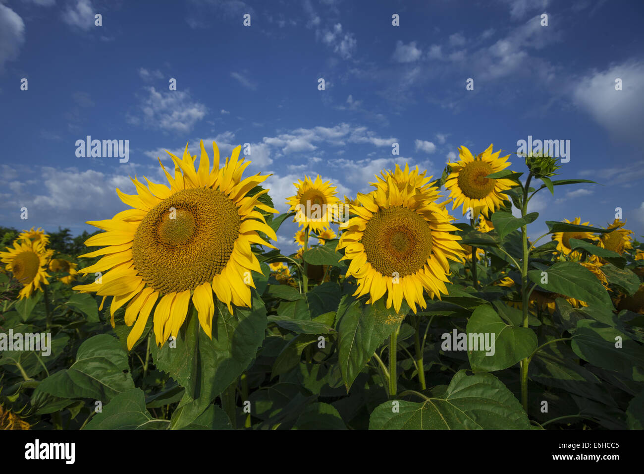Close-up view of sunflowers in the summer Stock Photo