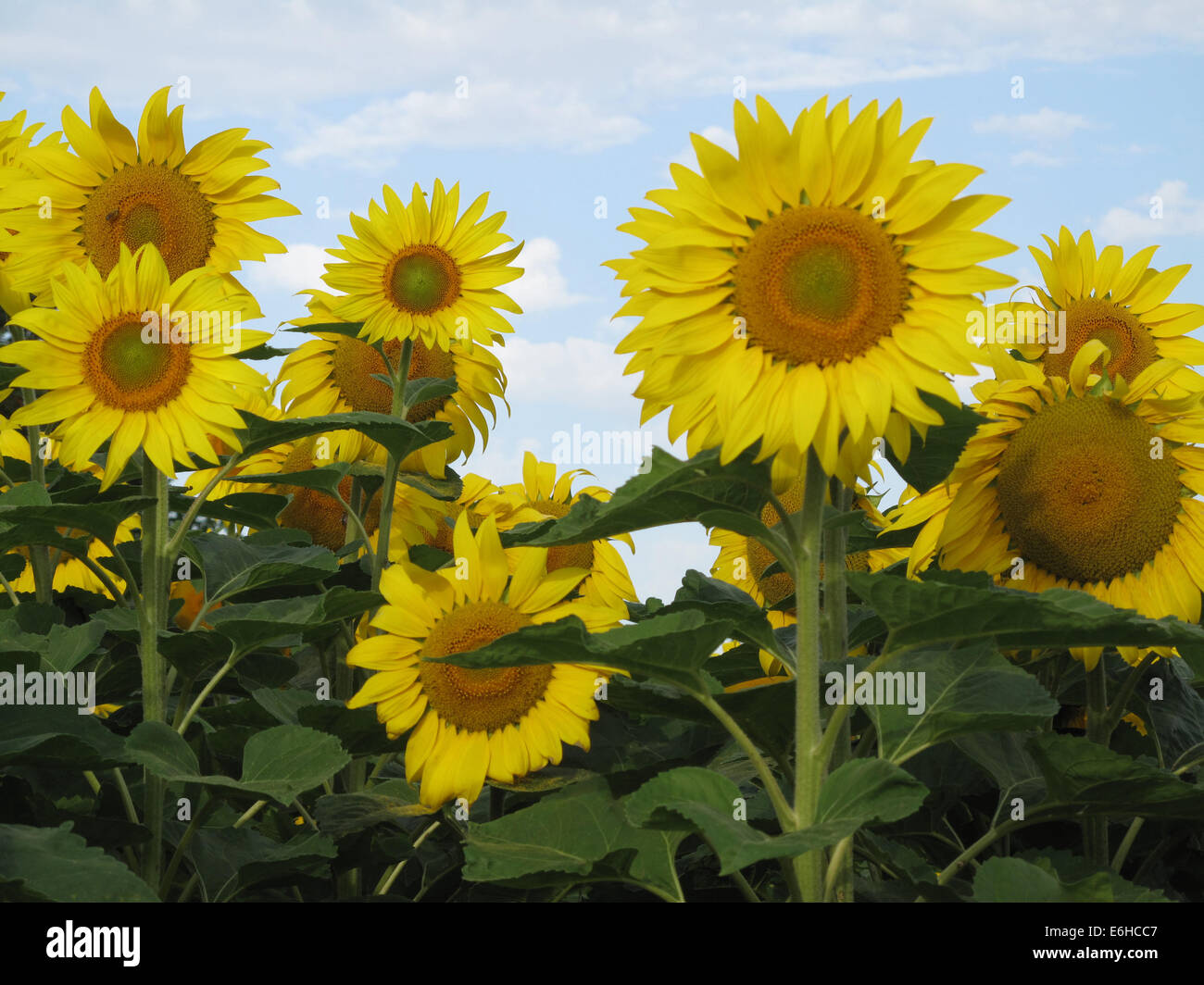 Close-up view of sunflowers on a sunny day Stock Photo