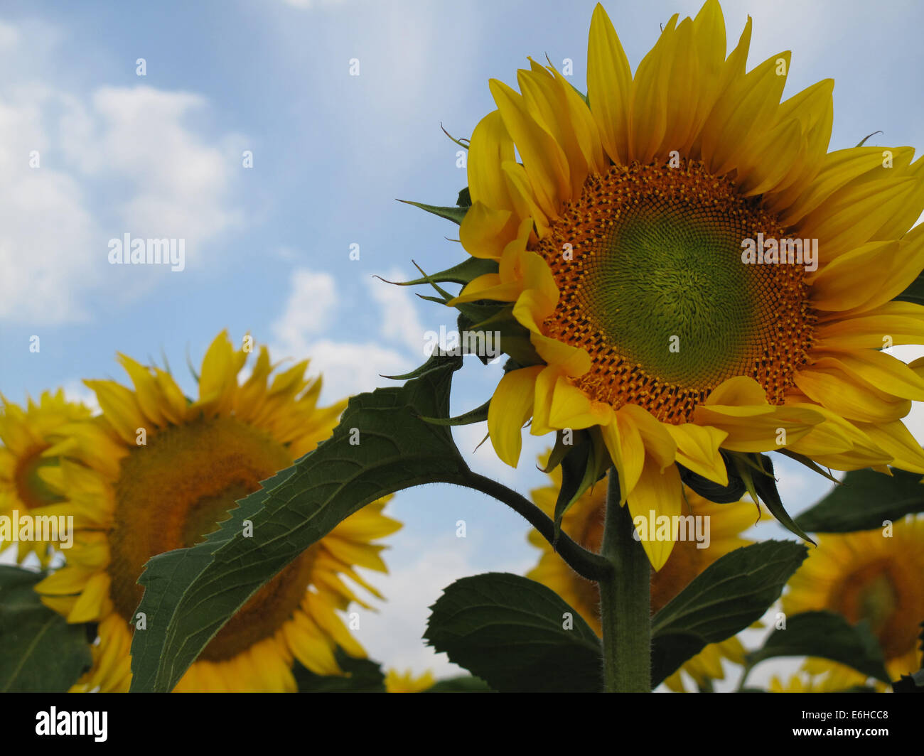 Close-up view of sunflowers Stock Photo