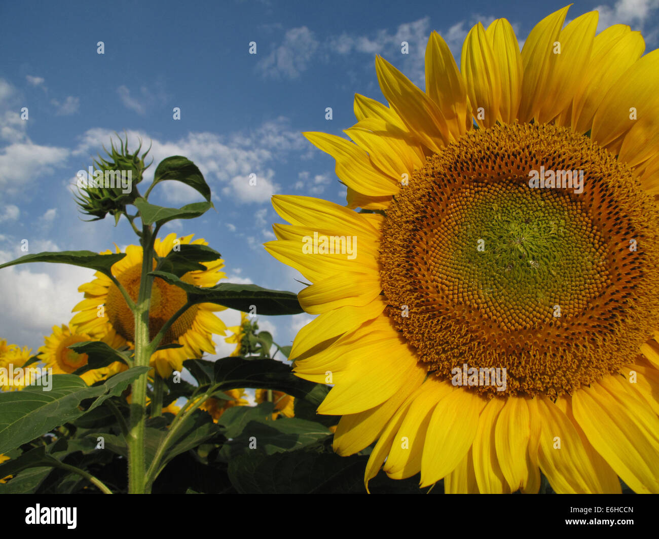 Field full of yellow sunflowers Stock Photo - Alamy
