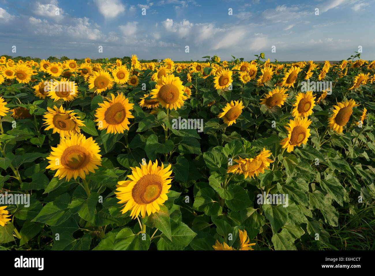 field of blooming sunflowers on a sunny day Stock Photo - Alamy