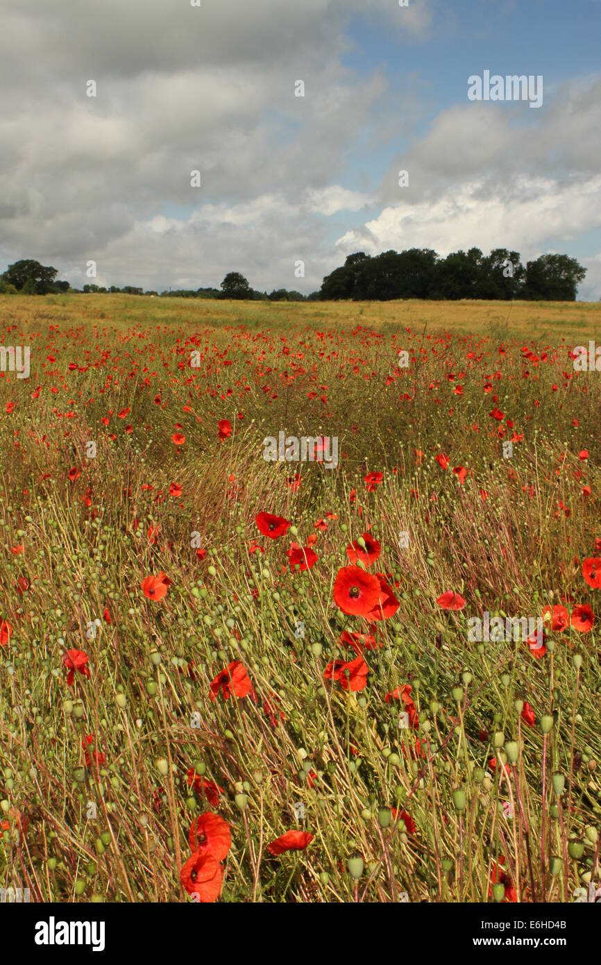 Field of red poppy flowers under a Summer sky Stock Photo - Alamy