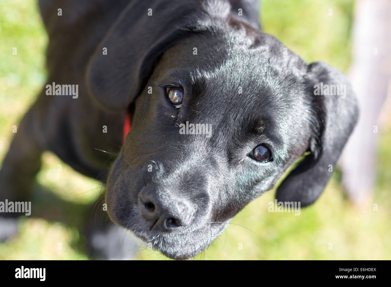 A black puppy hi-res stock photography and images - Alamy