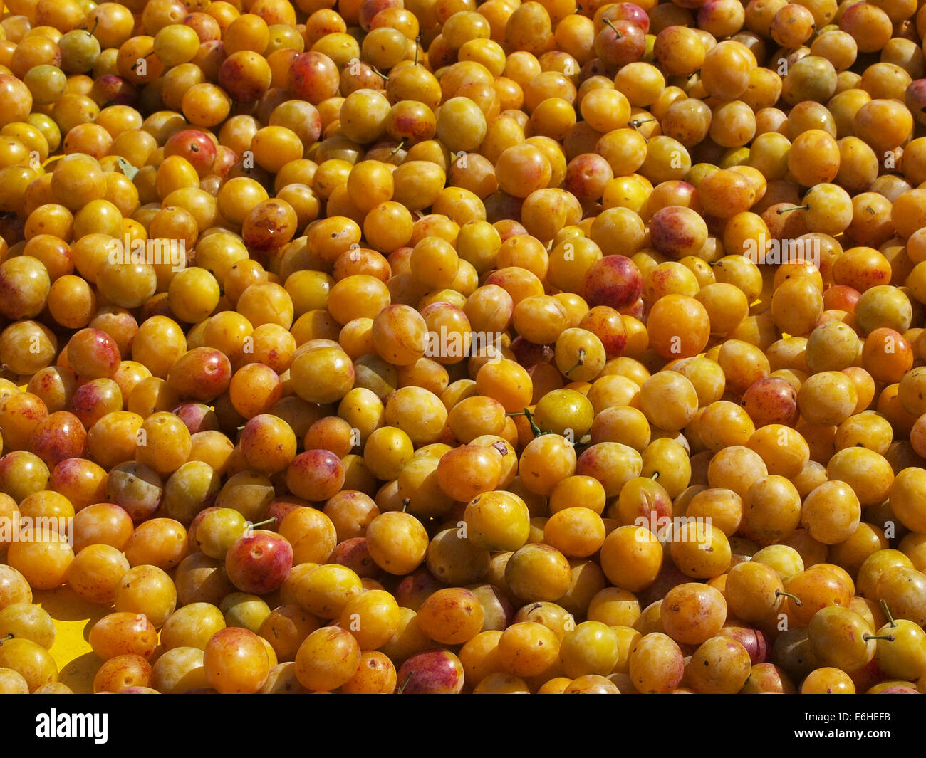 little Mirabelle prunes on the market in Lons le Saunier, Jura, France Stock Photo