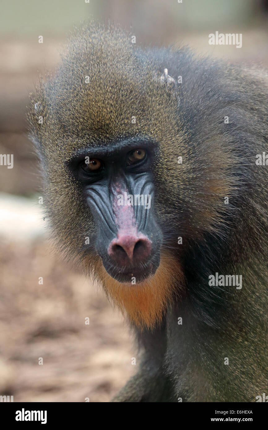 Portrait of a female mandrill (Mandrillus sphinx). This colorful