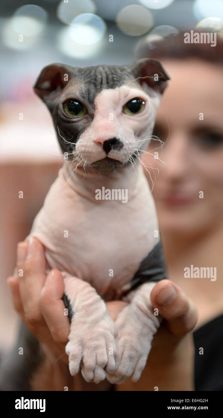 Leipzig, Germany. 24th Aug, 2014. A Ukrainian Levkoy cat looks at the  camera during the 'Hund und Katz' (lit. Dog and Cat) trade show in Leipzig,  Germany, 24 August 2014. More than