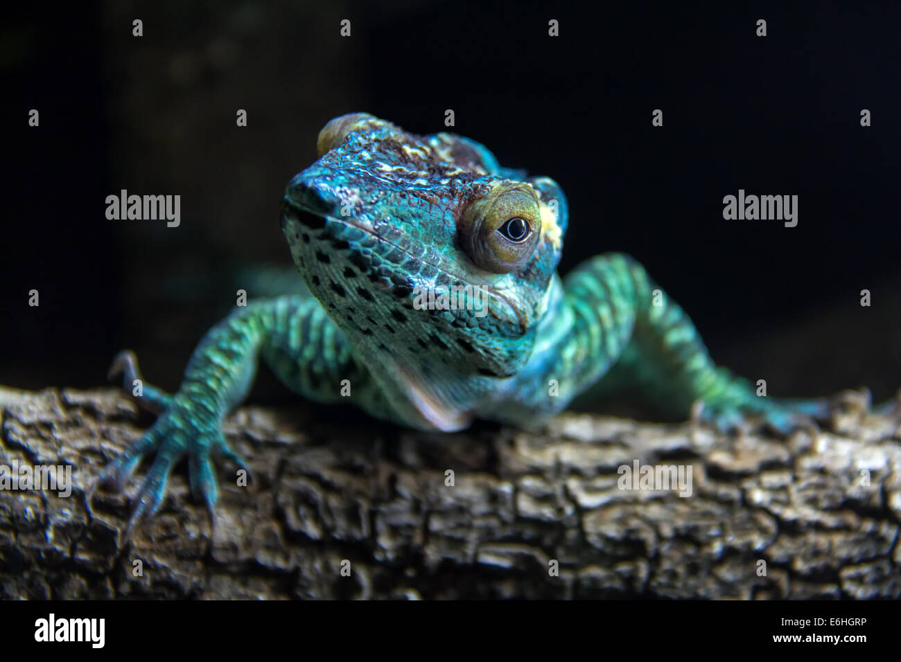 Looking Chameleon Stock Photo