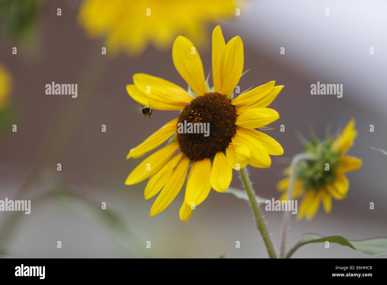 Summer sunflowers in a Bloomington, Indiana alley. sun flower flowers yellow Stock Photo