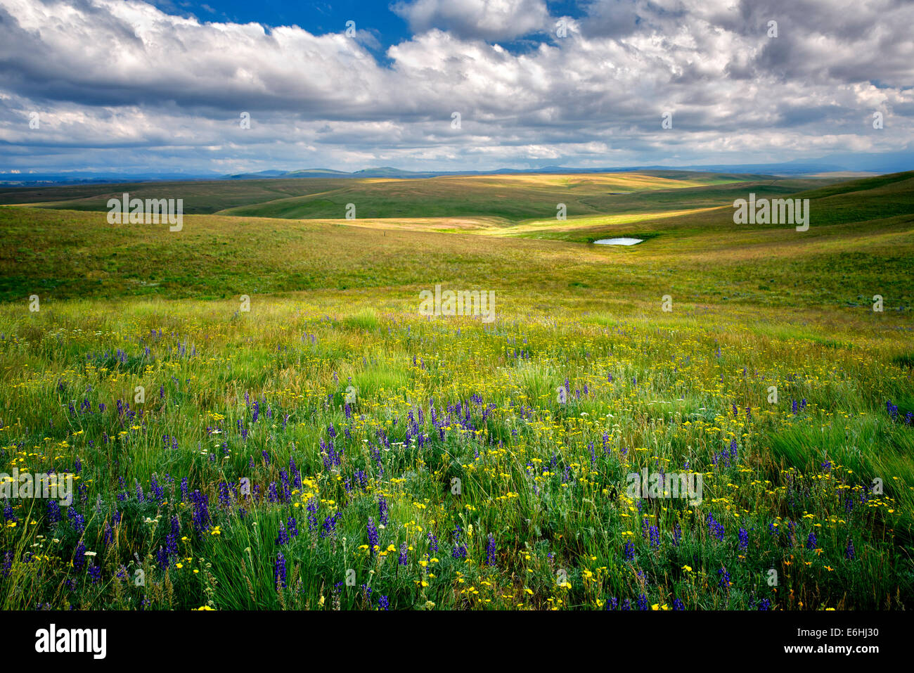 Wildflowers ,meadow, pond and pioneer cabin. Zumwalt Prairie, Oregon Stock Photo