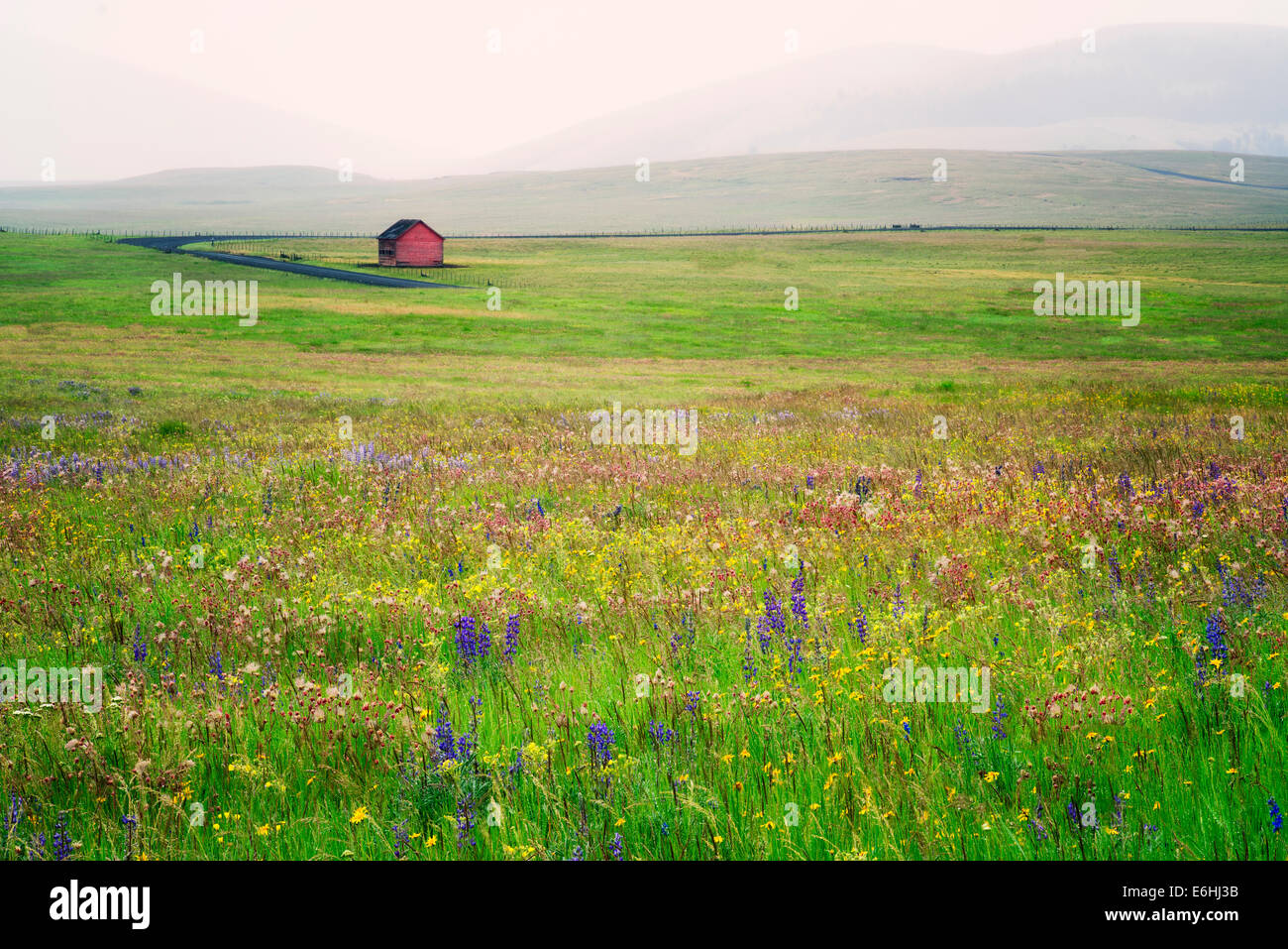 Zumwalt Prairie Preserve with wildflowers and barn in rain storm. Oregon Stock Photo