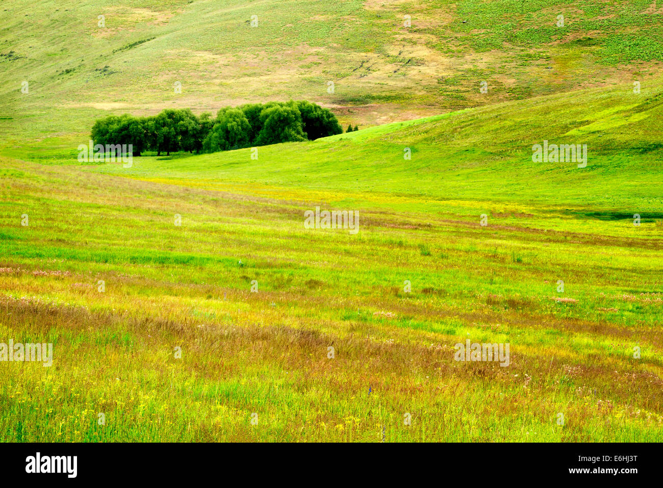 Pasture with wildflowers. Zumwalt Prairie Preserve, Oregon Stock Photo