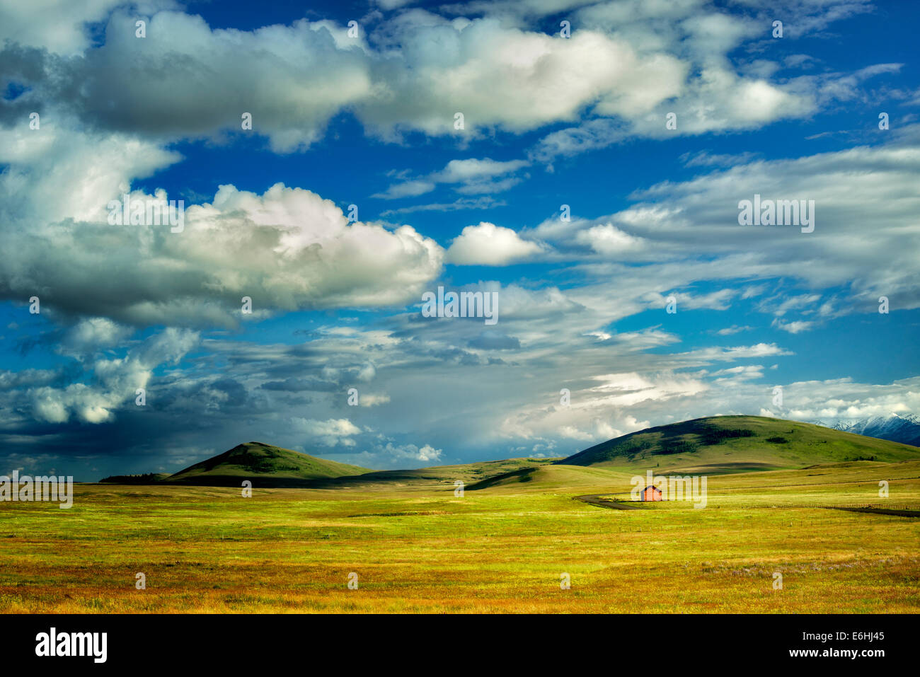 Wildflowers in pasture with barn. Zumwalt Prairie Preserve, Oregon Stock Photo