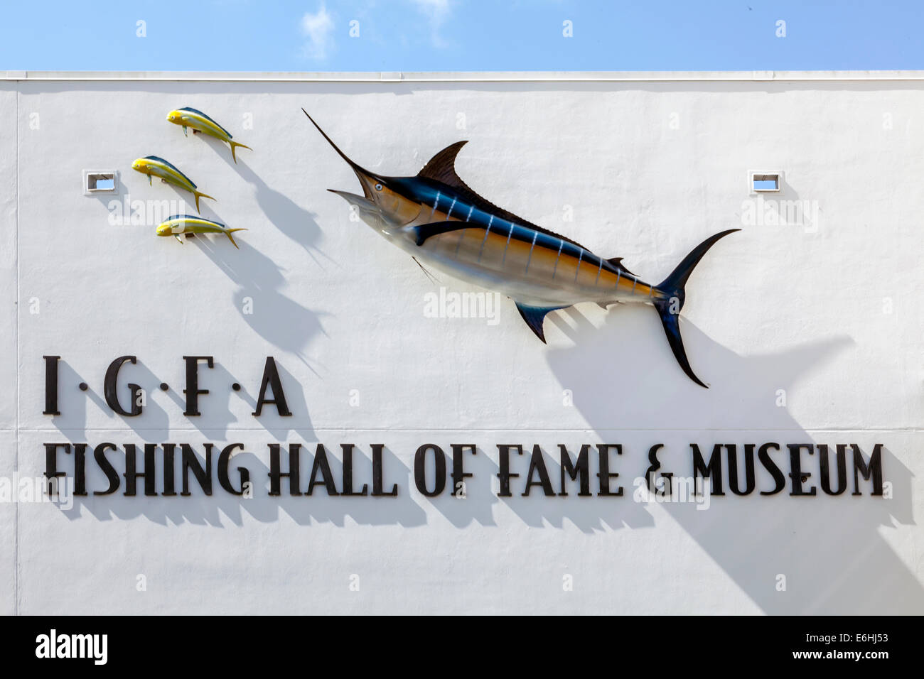 Blue Marlin (Makaira nigricans) and Dolphinfish (Coryphaena hippurus) mounted on stone wall, IGFA Fishing Hall Of Fame & Museum. Stock Photo