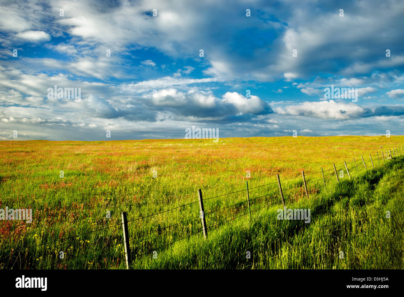 Fence and wildflowers. Zumwaly Prairie Preserve, Oregon Stock Photo